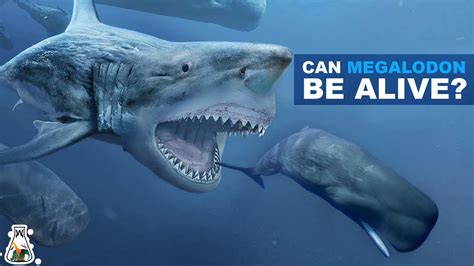 do megalodons still exist 2024.